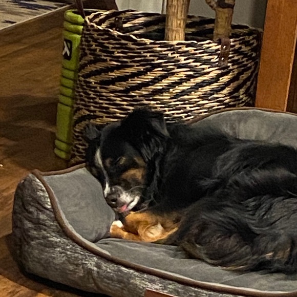 Meet your Posher, Kenzie - Picture 1 of 1